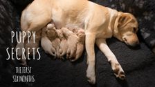 Puppy Secrets: First Six Months