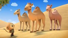 S2 E19: Arabian Camels