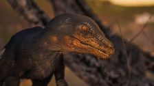 S1 E10: Andy and the Velociraptor