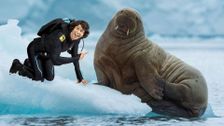 S2 E6: Andy and the Walrus Pups