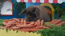 S2 E42: Carrots, Carrots Everywhere