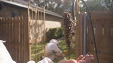 S2 E7: The Bee Whisperer