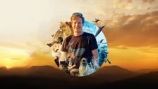 S1 E5: Dolphin Quest
