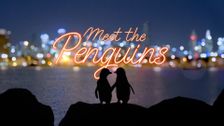 Meet the Penguins
