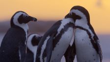S1 E3: Urban penguins