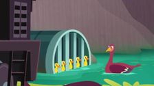 Quacking Quandary
