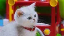 S1 E36: Mittens' Parade