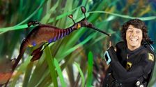 S2 E5: Andy and the Weedy Sea Dragon