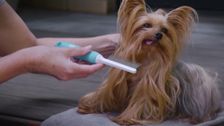 S11 E2: Pooches at Play