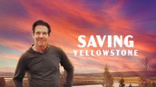 Saving Yellowstone