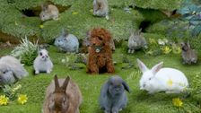 S1 E2: Bunny Family Wedding