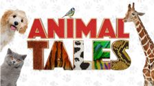 Animal Tales