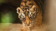 S2 E14: Baby Animal Missions: Andy and the Tiger Cubs