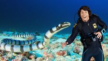 S1 E2: Andy and the Sea Kraits