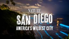 San Diego: America's Wildest City