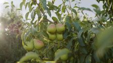 S1 E2: Pears in Oregon
