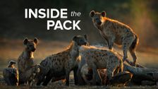 Inside the Pack