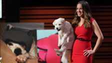 S13 E17: Shark Tank