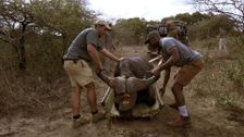 S1 E2: Phinda Game Reserve, South Africa: Animal Translocation