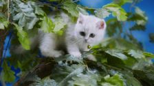 S1 E29: Fire Kitten Mittens