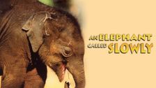 An Elephant Called Slowly