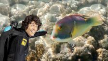 S2 E9: Andy and the Tusk Fish