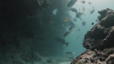 S27 E7: Escape Fishing with ET