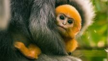 S3 E11: Baby Animal Missions: Andy and the Baby Dusky Leaf Monkey