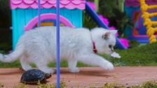 S1 E17: The Tortoise and the Mittens