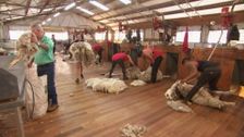 S2022 E5: Mechanical Shearing