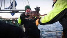 S3 E8: Austevoll/Barentshavet: Snow Crab in Arctic Waters