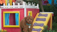 S2 E1: Puppy Treat Picnic