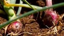 S1 E5: Onions