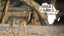 Great Parks of Africa
