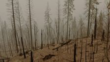 S2 E8: The Sierra Scenic Byway & Creek Fire Impact