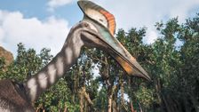 S1 E7: Andy and the Hatzagopteryx Display