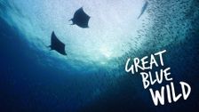 Great Blue Wild