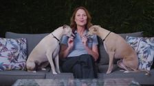 S11 E8: Pooches at Play