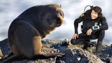 S2 E2: Andy and the Fur Seal Pup