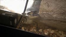 S1 E5: Bulletproof Gator