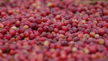S1 E13: Cranberries in Massachusetts