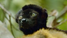 S1 E10: Andy and the Blue-Eyed Black Lemurs