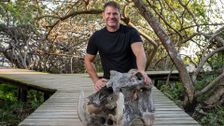 Hippo Watch with Steve Backshall