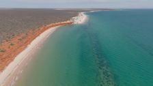 S6 E8: Western Australia Shark Bay