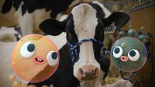 S1 E20: Cows