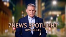 7NEWS Spotlight: Love Mules