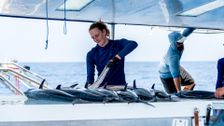 S1 E8: Cape Carnage: Killer Catch