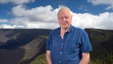 David Attenborough's Galapagos