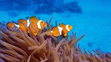 S3 E5: Great Barrier Reef