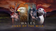 Wales: Land of the Wild